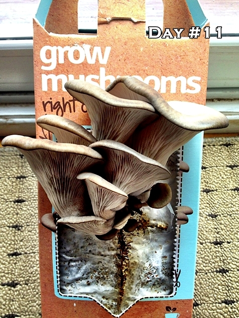 Mushroom Kit Day 11